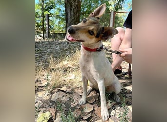 Sonnenschein ROXY - 3 Jahre, 38cm/8kg - Jack Russell-Mix