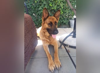 Molly sucht ein liebevolles Zuhause