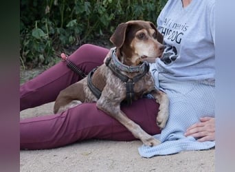 Patty - Herzensgute Jagdhunddame sucht ihr Für-immer-Zuhause