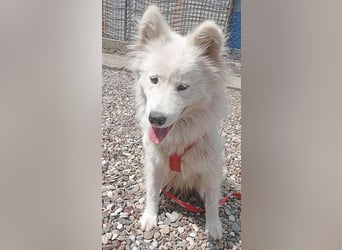❤️ nordische Schönheit KIARA - 2 Jahre, 58cm/21kg - Samojede