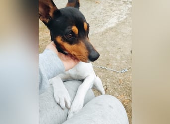 Tigre, sucht seine Familie