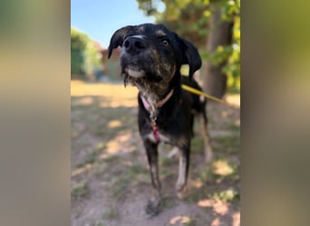 Hundedame BENI auf PS in 76829 Landau