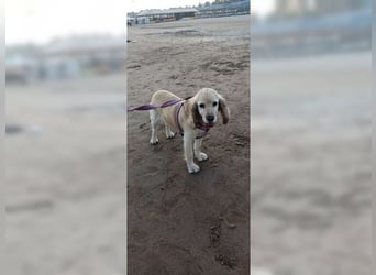 Cockerspaniel Hündin Mella ist der perfekte Familienhund
