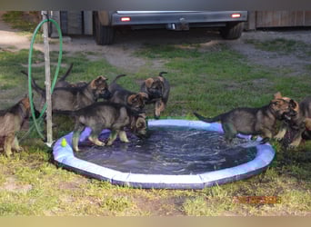 Dunkelgraue Schäferhunde aus Kör-u.Leistungzucht