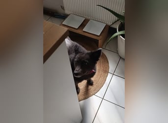Teddy sucht ihr Happy End (56357 Pohl)