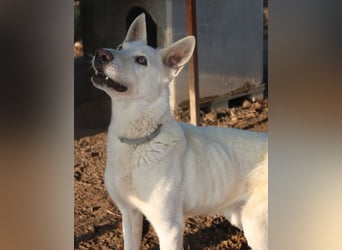 Luuk, geb. ca. 12/2018, lebt in GRIECHENLAND, im städt. Tierheim Serres