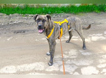 liebenswürdiger Bark sucht sein Zuhause