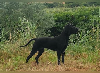 Braque d'Auvergne (Auvergne Vorstehhund) Welpe