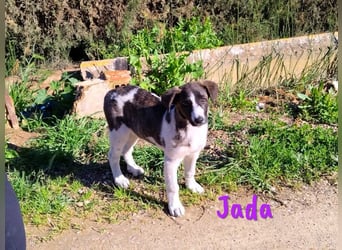 Jada geb. 01/2022 (ESP) - ausgeglichene und aufgeschlossene Schönheit!