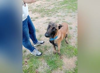Salva, perfekter Malinois der einfach nur gefallen will