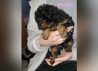 Hündin