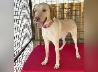 ❤️ wunderschöner Schmusebär PABLO - 2 Jahre, 50cm/20kg - Vizsla-Mix ❤️