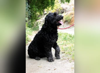 Nube sucht Kuschelpartner für's Leben