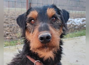 Dino ❤️ neugieriger, aktiver Terrierbub!