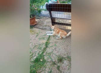 BUB 1 - bringt Lebensfreude ins Haus