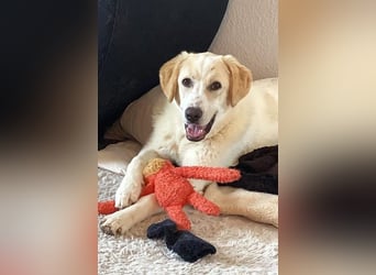 Kian - zurückhaltender,unsicherer Herdenschutzhund-Mix Rüde / Pflegestelle in Eslohe