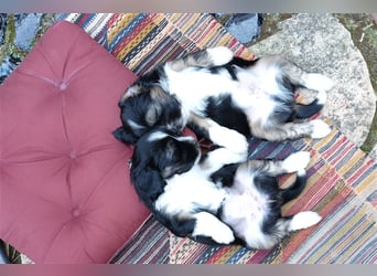 Tibet Terrier Welpen, VDH Papiere, zobel und tricolor