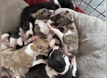 Whippet-Welpen – B-Wurf (VDH/WCD) – Liebevoll & Familiär aufgezogen