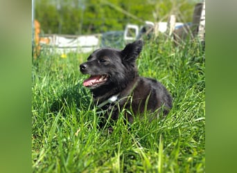 Trixie - hat Freude die Welt zu erkunden