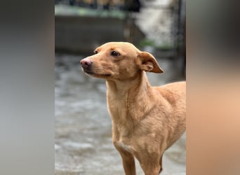 Canela eine schüchterne Podenca