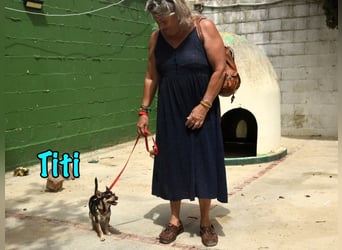 Titi geb. 03/2023 (ESP) - fröhlicher und liebevoller, kleiner Chihuahua-Mix!