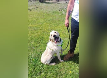 Liebevoller Charlie sucht sein Zuhause ❤️