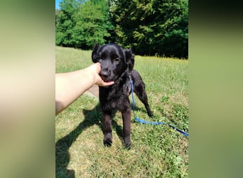 junger Jamie sucht ein Zuhause oder Pflegestelle, Retriever Mischling, Junghund