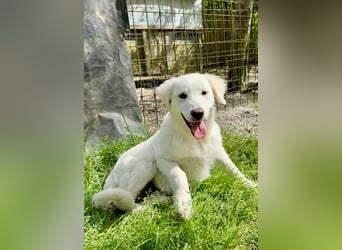 Ambra - drei, zwei, eins? meins!