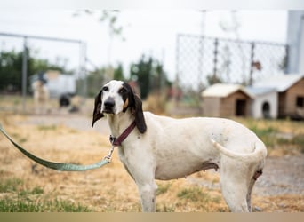 Mila - sanftes Jagdhundherz sucht sportliches Zuhause