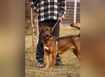 Freddy – Verspielter Entdecker sucht dich