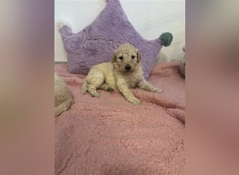 Wunderschöne Goldendoodle Welpen zu verkaufen Abgabe frühestens ab 06.12.24