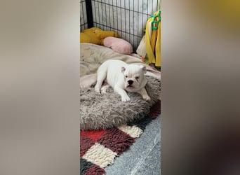 Englische Bulldoggen welpen Top Pedigree FCI