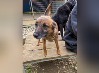 Kuckuck, zauberhafte NISHA sucht liebevolle Familie