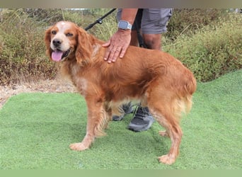 Tiger, Epagneul Breton / Bretonenspaniel, lieb und verträglich