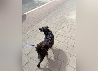 Freundlicher ELVIS möchte dich um seine hübschen Pfoten wickeln