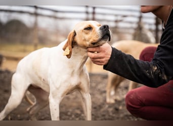 Zenya – sanfte Pointer-Hündin