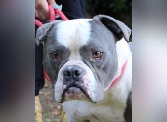 Brizio - Ein gebrochenes Herz auf der Suche