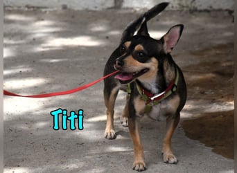 Titi geb. 03/2023 (ESP) - fröhlicher und liebevoller, kleiner Chihuahua-Mix!