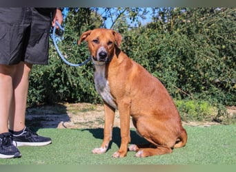 Arthur, Mix Labrador / Podengo
