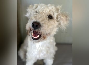 ❤️ zarte Hundeseele LUNA - 3,5 Jahre, 45cm - Puli-Mix