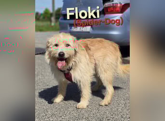 Floki ♥️ sucht sein Für-Immer-Zuhause