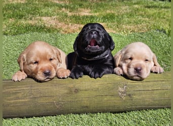 Edle Labrador Welpen (Schwarz/Foxred/Creme) mit Ahnentafel, Nachkommen von Champions