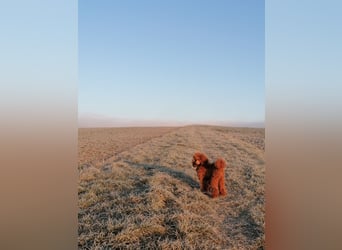 Kleinpudel Zwergpudel in rot red, vererbt auch tan bzw. loh