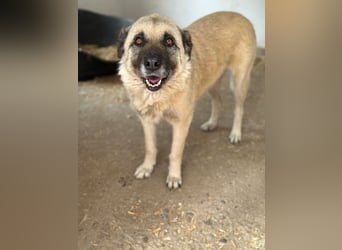 Jessica - ruhige, freundliche Kangal-Mix-Hündin / z.Zt. noch in Rumänien