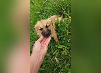 Kleiner Olaf sucht liebevolles Zuhause