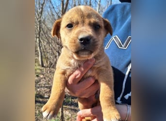 ♥ Little Fren ♥  junger Husky-Mix-Bub
