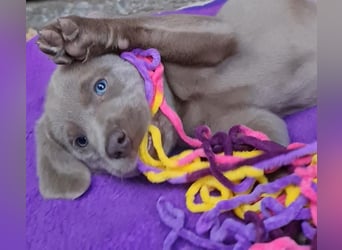 Labrador Aussiedor Welpen aus liebevoller Zucht