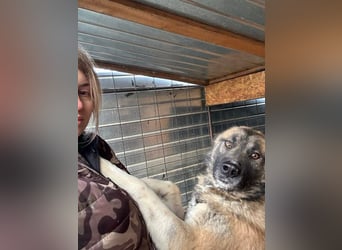 Ares - freundlich und lieb