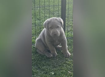 Labrador Welpen in der Farbe Silber mit Ahnentafel!