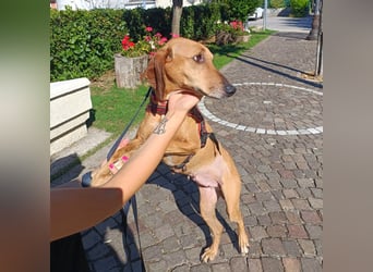 Banana - ein  fröhlicher, liebevoller Sonnenschein! Wer schenkt ihr Herz und Körbchen?
